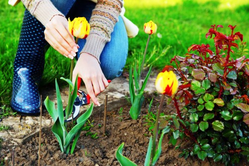 Healthy trees maintained by professionals