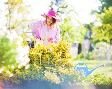 A woman wearing a pink sunhat and gardening gloves is trimming a dense, vibrant yellow-green hedge in a well-maintained garden. The hedge runs horizontally across the middle of the outdoor space, with manicured edges and healthy foliage. In the foreground, there is a lush, neatly trimmed lawn with fine, green grass. To the right, a blue watering can is positioned on the grass, indicating ongoing garden care. Behind the hedge, there are tall trees with fresh, leafy green canopies that allow dappled sunlight to filter through, illuminating the scene with natural brightness. The garden appears spacious and tidy, with a mix of flowering plants and shrubs, some partially visible in the background. The weather looks clear and sunny, with bright natural light enhancing the natural tones of the garden and contributing to a peaceful outdoor environment that aligns with professional gardening and landscaping services offered by Hedge Trimming Bethnal Green in London postcode E2.