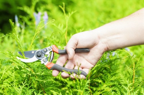Well-maintained hedges showcasing expert trimming
